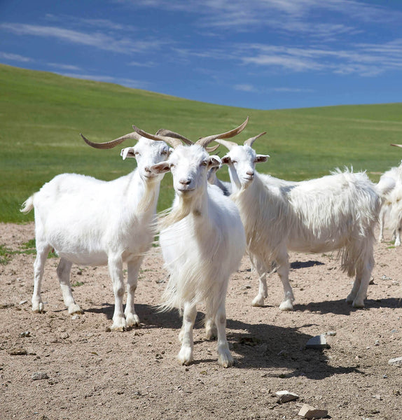 a herd of happy free roaming white Inner Mongolian goats from Consinee